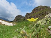 29 Pulsatilla alpina sulphurea con vista verso i Tre Pizzi